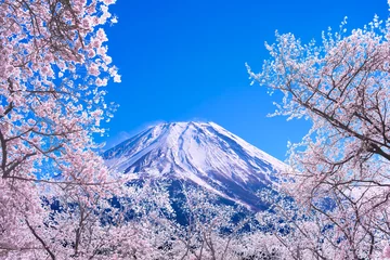 Wall murals Cherryblossom 富士山と桜
