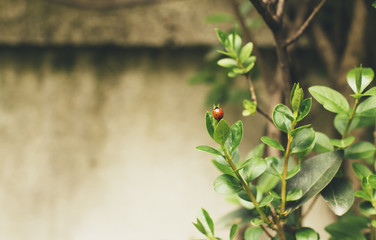 Ladybug on the hedge