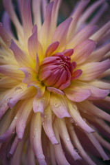 Closeup of a beautiful dahlia flower in pink pastel tones