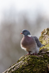 Common Wood Pigeon, Wood Pigeon, Columba palumbus