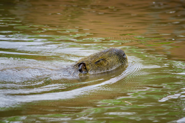 Tapir swimming with head above water in amazon jungle river