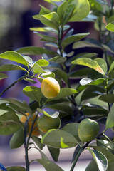 Yellow lemon