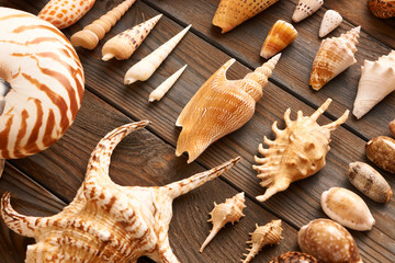 Seashell collection