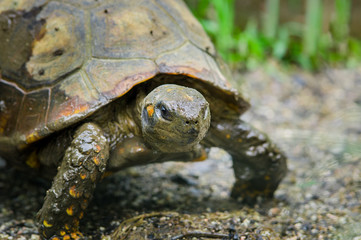 Closeup of beautiful green turtles head standing in natural habitat with right eyes clearly visible towards camera