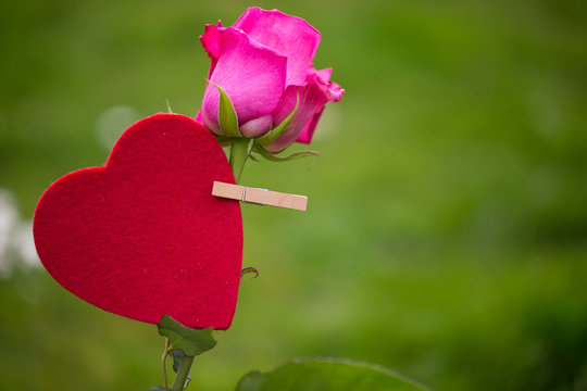 Pinkfarbene Rose mit Herz