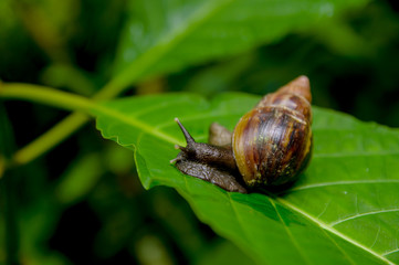 Small brown snail sitting on a green leaf in Amazon jungle Ecuador