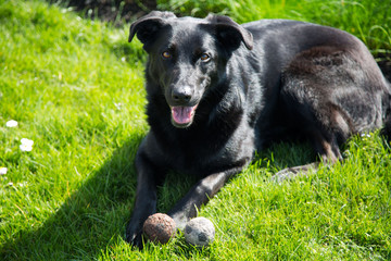 schwarzer Schäferhund mit 2 Bällen