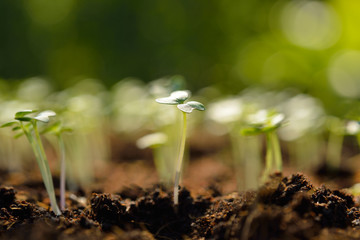 Group of green sprouts growing out from soil