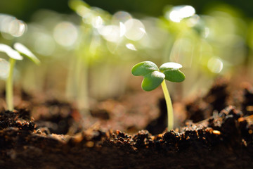 Group of green sprouts growing out from soil