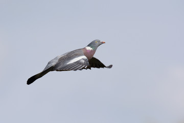 Common Wood Pigeon, Wood Pigeon, Columba palumbus