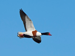 Common shelduck (Tadorna tadorna)