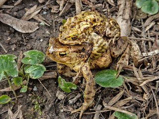Erdkröte (Bufo bufo) auf der Krötenwanderung