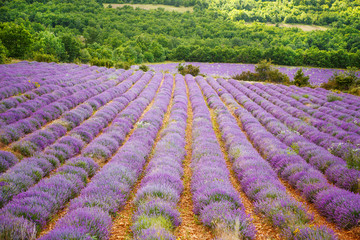 Lavender fields near Valensole in Provence, France.