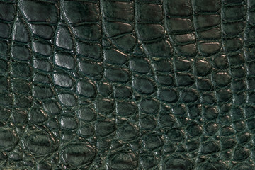 Alligator, leather in green colour