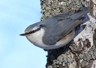 Nutcracker in Siberia in the spring