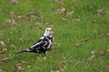 Teilleuzistisches Amselmännchen (Turdus merula) auf der Wiese
