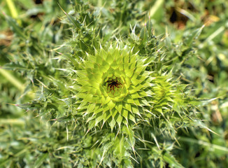 Fresh green plant closeup