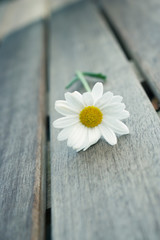 Obraz premium Single white gerber daisy on wooden table outdoors