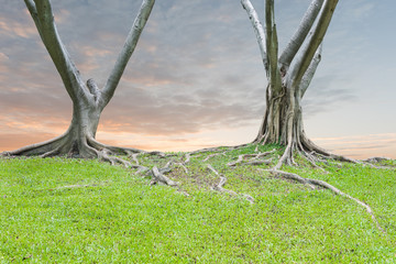 Roots of a tree and green grass with sunset sky background.