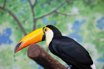 Naklejka premium Toucan (Ramphastos toco) sitting on tree branch in zoo