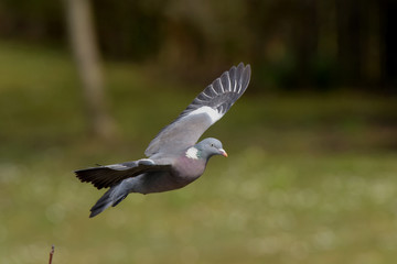 Common Wood Pigeon, Wood Pigeon, Columba palumbus