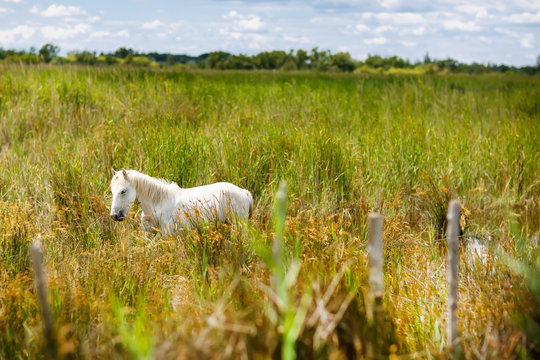 wild white horse of the Camargue, France, 