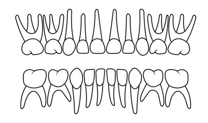 baby teeth dentition