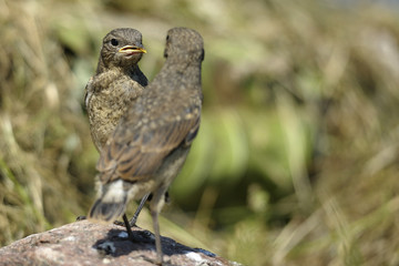 2 birds Oenanthe - as reflection in a mirror