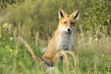 red fox after a lunch