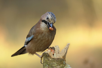 little bird Garrulus glandarius with a nut