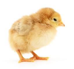 Fototapeta premium Small yellow chicken