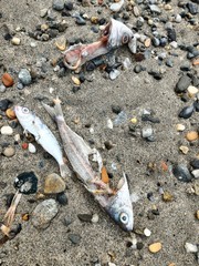 Pesci morti sulla spiaggia