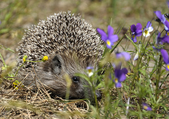  hedgehog running on a green grass