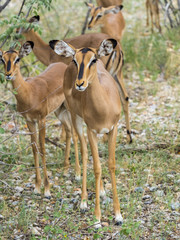 Naklejka na ściany i meble Impala, Schwarzfersenantilope, auch Schwarznasenimpala (Aepyceros melampus petersi), Weibchen, Ongaya Wild Reservat, Outja, Namibia, Afrika
