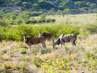 Naklejka premium Elenantilope (Taurotragus oryx)), Männchen, Ongaya Wild Reservat, Outja, Namibia, Afrika