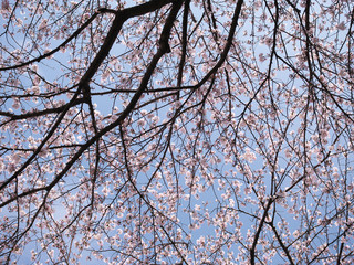 青空に咲き乱れる桜