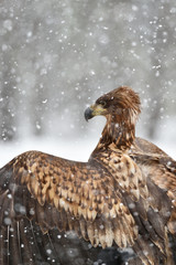 White-tailed eagle portrait at snowfall. Eagle in winter. Eagle portrait.