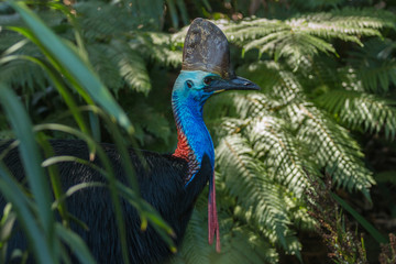 southern cassowary - australia