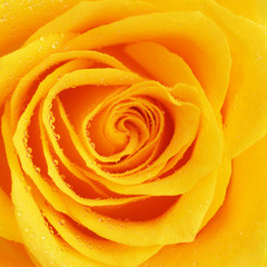 Yellow Rose Flower