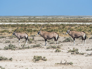 Oryxantilopen (Oryx gazella) ziehen durch Grasland, Okaukuejo, Etosha Nationalpark, Namibia, Afrika