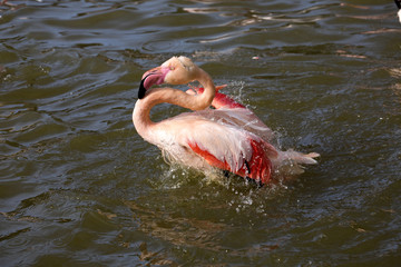 Rosy Flamingo, Phoenicopterus ruber roseus, when bathing