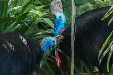 southern cassowary - australia