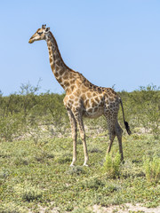 Giraffe (Giraffa camelopardalis),  im Grasland, Okaukuejo, Etosha Nationalpark, Namibia, Afrika