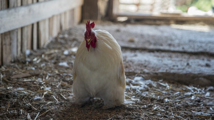 White cock head closeup.