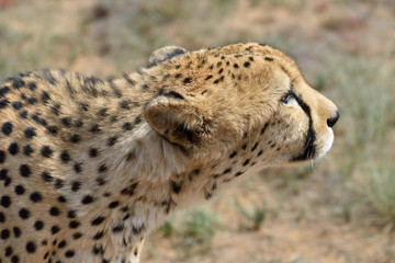 Africa. Namibia. Cheetah