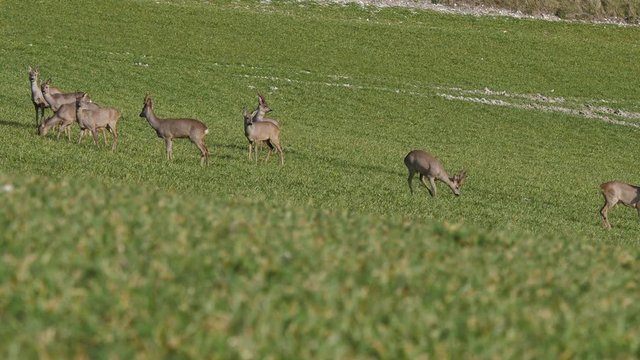 groupe de chevreuils dans la campagne