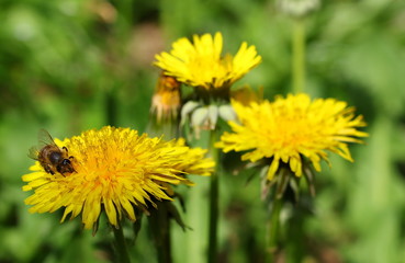 yellow dandelions and bee  in green grass, taraxacum officinale, close up