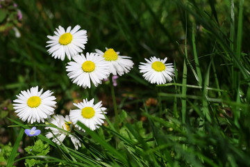 flowers ox-eye daisies on sunlight, Leucanthemun vulgare