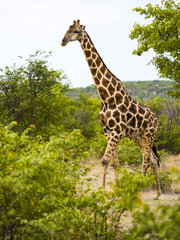 Alte Giraffe (Giraffa camelopardalis),  Okaukuejo, Etosha Nationalpark, Namibia, Afrika