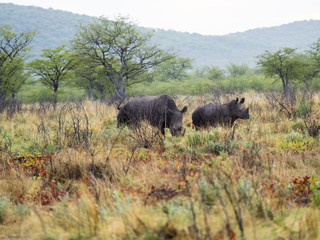 Fototapeta premium Breitmaulnashorn(Ceratotherium simum), in der Morgensonne, Ongaya Wild Reservat, Outja, Namibia, Afrika